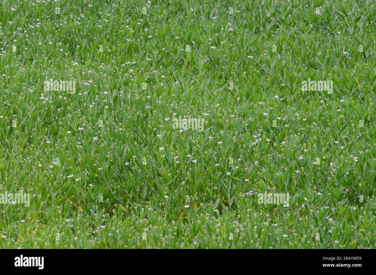 Amerikanische Wasserweide, Justicia americana Stockfoto