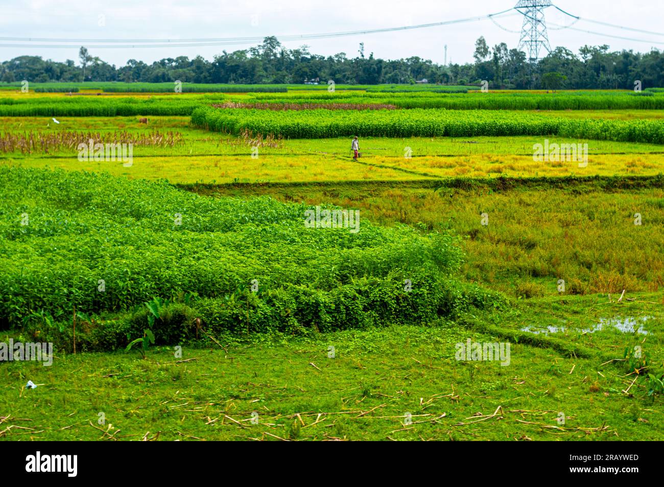Farbenfrohes Landwirtschaftsfeld vor klarem Himmel im Hintergrund. Landschaftslandschaft des ländlichen indischen Dorfes. Assam Indien Südasiatisch-Pazifischer Raum Stockfoto