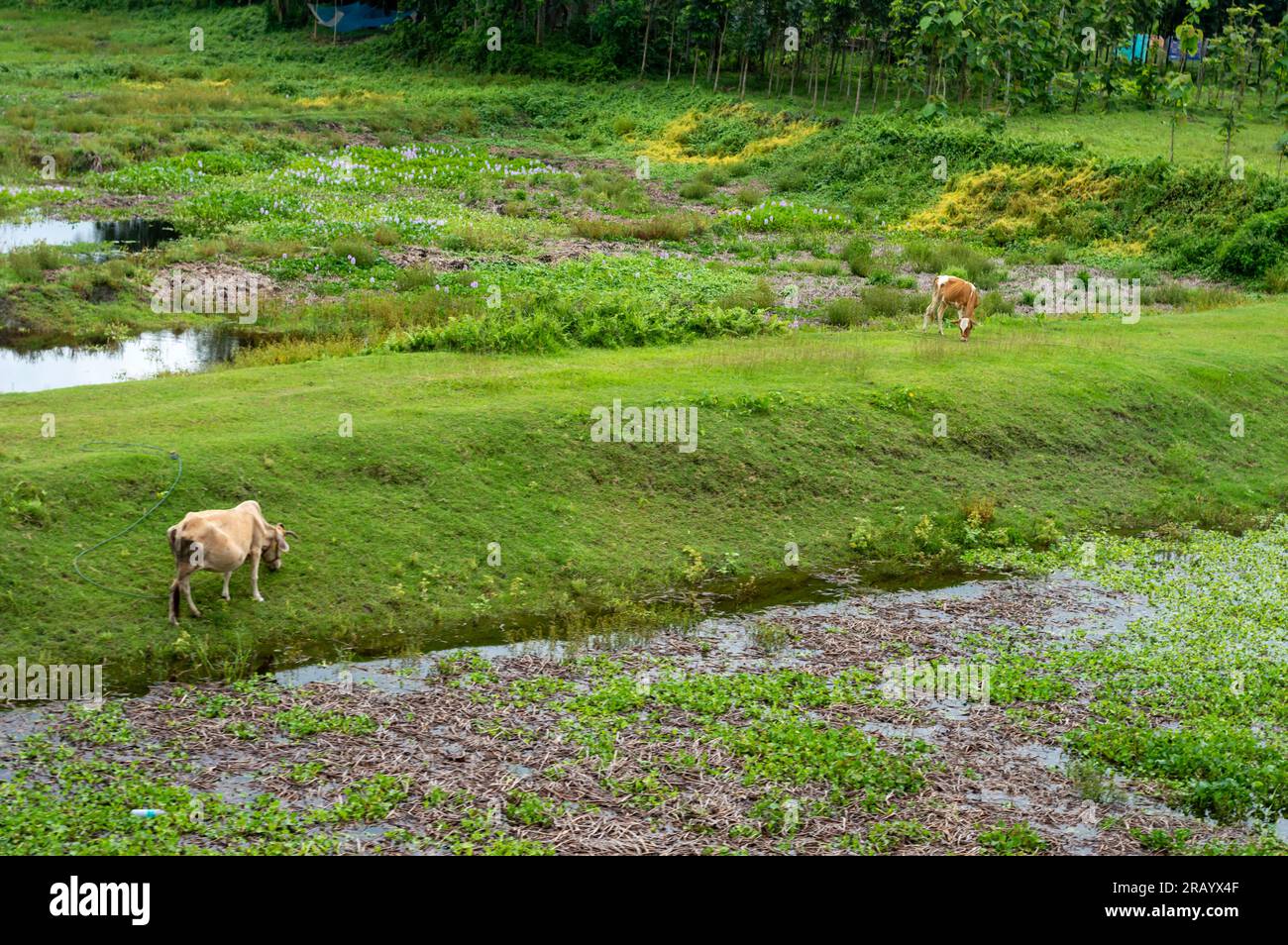 Kühe, die grünes Gras in einem ländlichen Dorf grasen. Stockfoto
