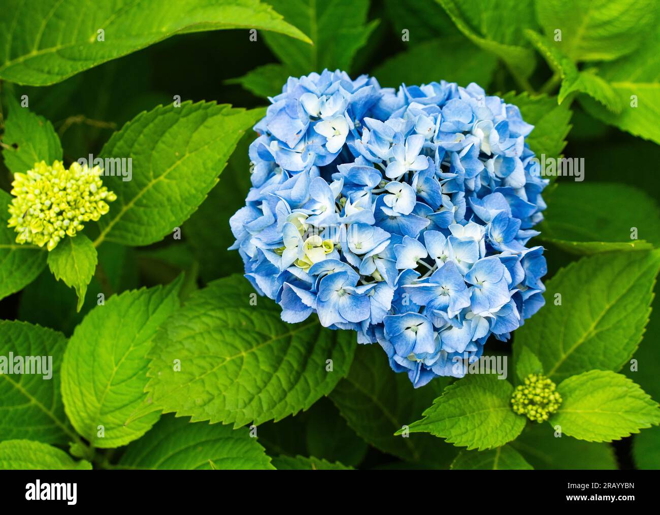 Blaue Hortensien im Garten, Hydrangea arborescens - glatte Hortensien Stockfoto