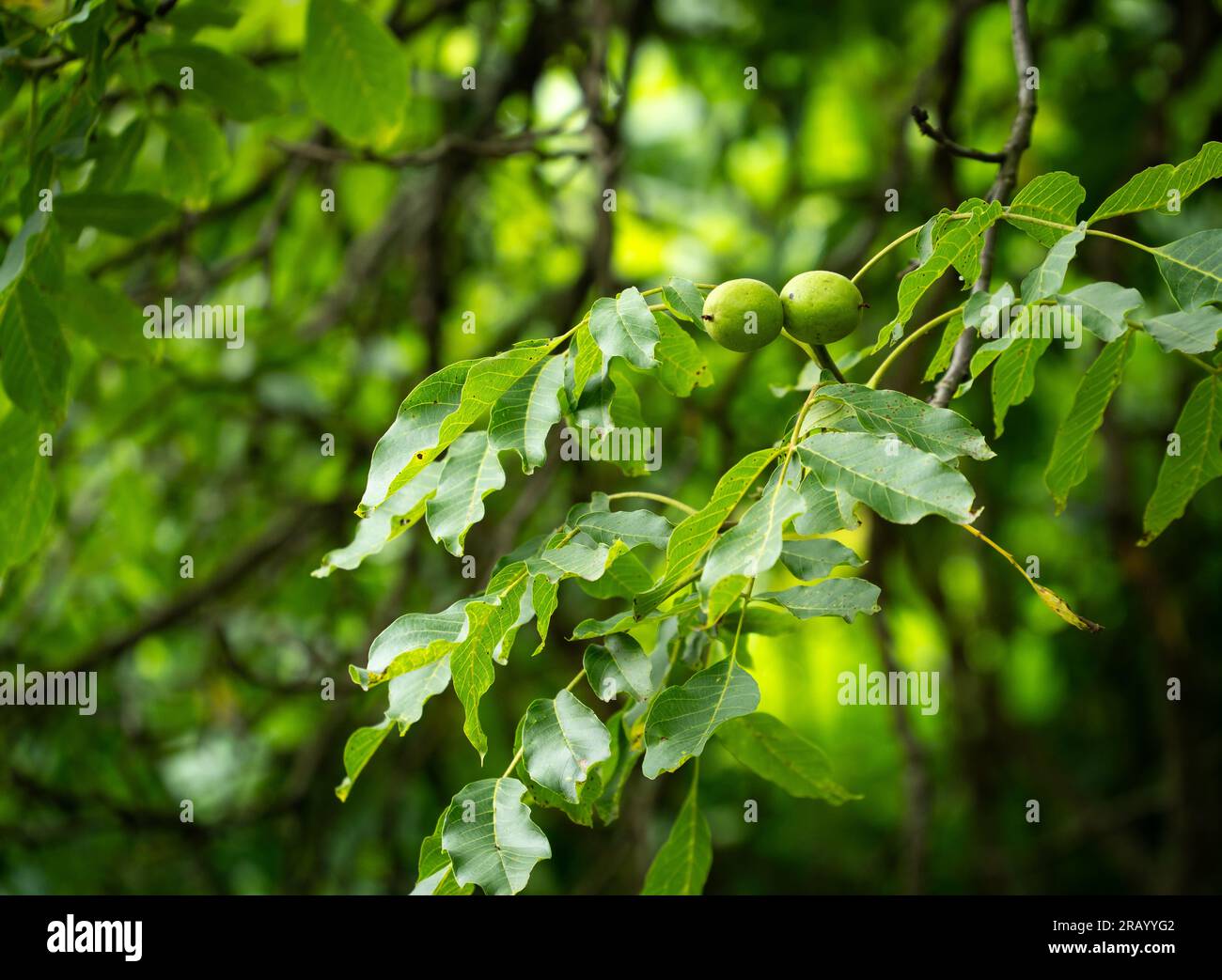 Walnüsse, mit ihren grünen Schalen, wachsen auf einem Walnussbaum im Garten. Stockfoto