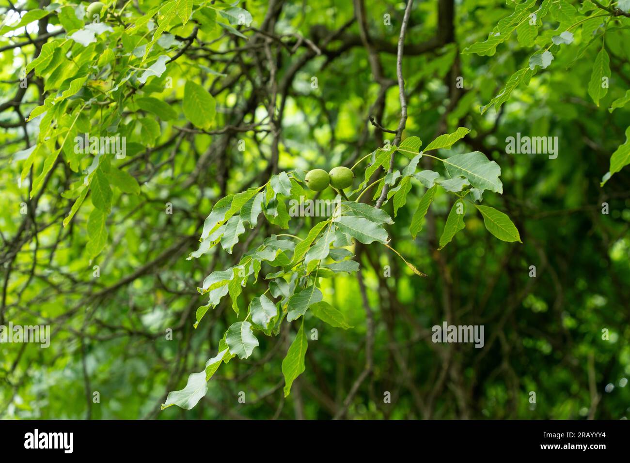 Walnüsse, mit ihren grünen Schalen, wachsen auf einem Walnussbaum im Garten. Stockfoto