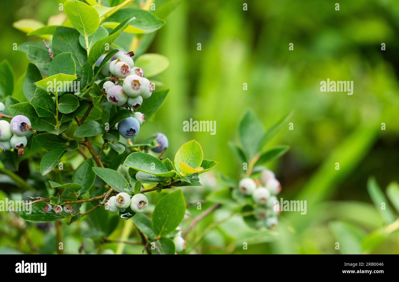 Amerikanischer Blaubeerbusch, Vaccinium corymbosum, Huckleberry, Bilberry, Mooseberry Stockfoto