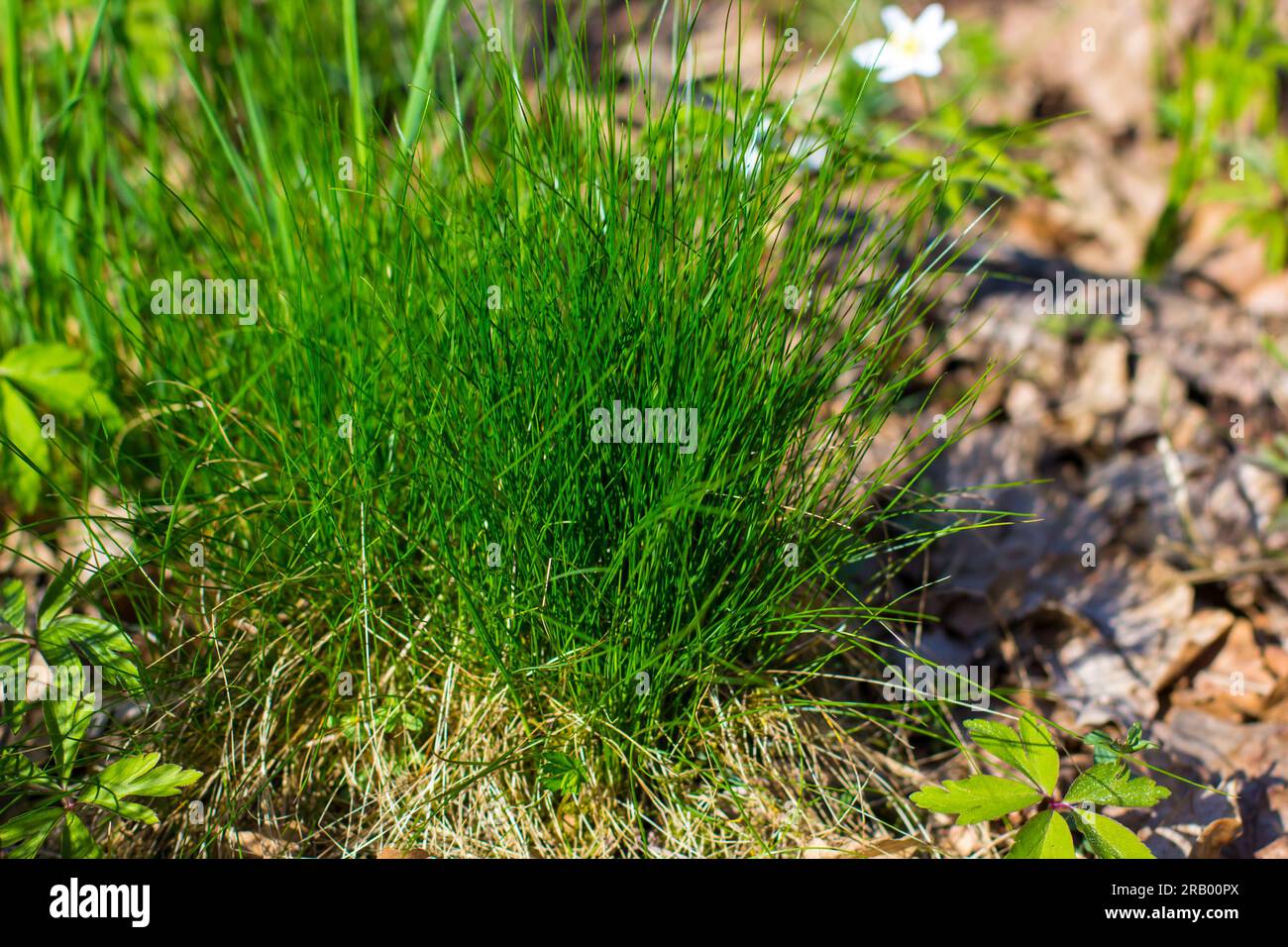 Frühlingswaldlandschaft mit frischem grünen Gras und Windblumen im Freien. Walddetails im Frühling. Stockfoto