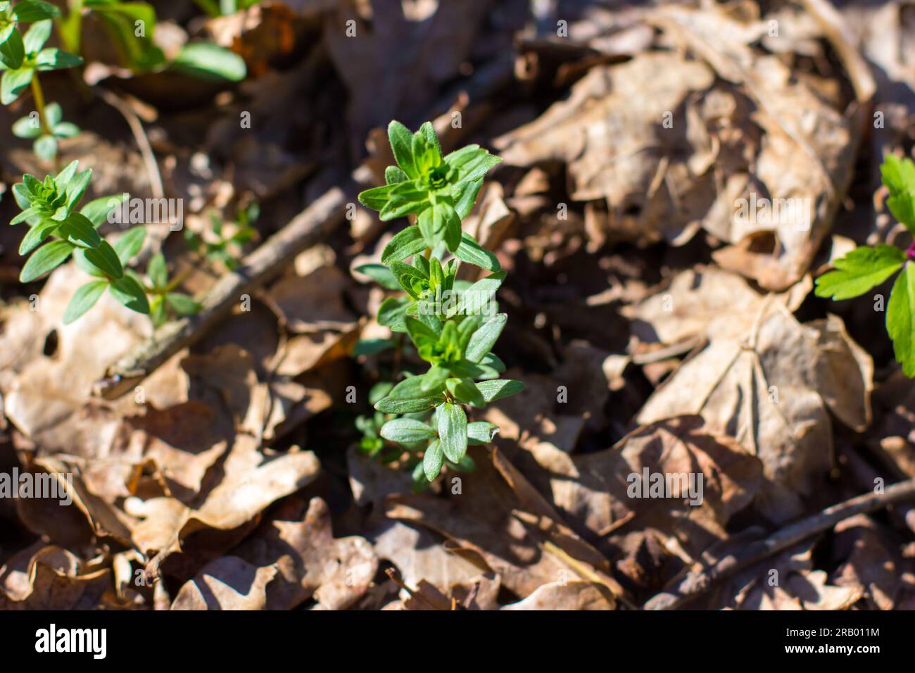Frühlingswaldlandschaft mit frischem grünen Gras und Windblumen im Freien. Walddetails im Frühling. Die Pflanzen wachsen durch trockene Blätter Stockfoto