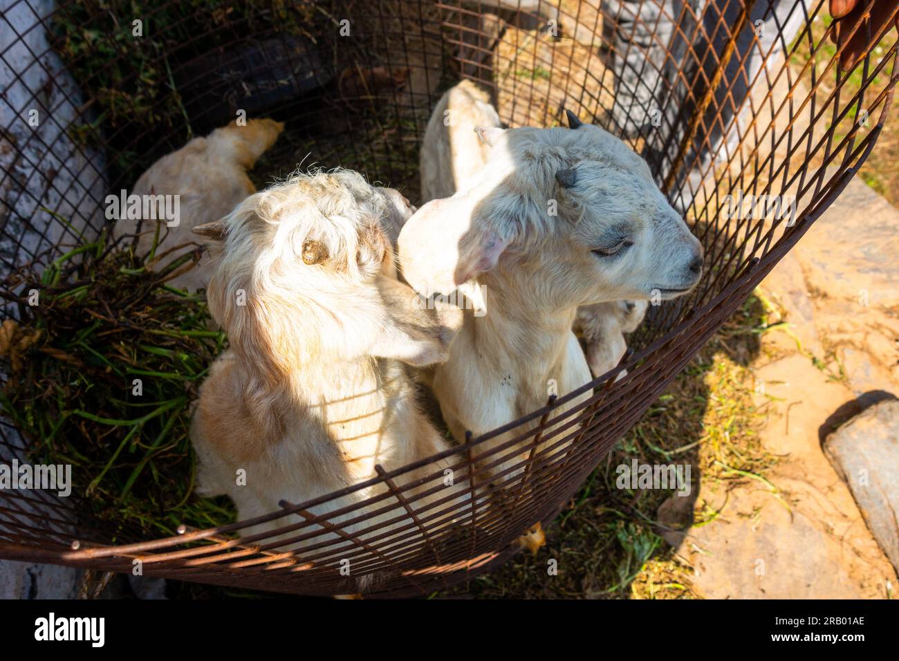 Kleine weiße Ziegenkinder in einem runden Zaun in einem Dorf auf dem Land, dem Himalaya. Uttarakhand Indien. Stockfoto