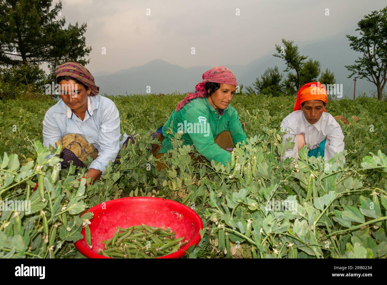 28. Juni 2023, Nagthat, Uttarakhand, Indien. Uttarakhand, Indien. Indigene Garhwali-Frauen pflücken Erbsen während der Erntesaison. Ackerland in Uttarak Stockfoto