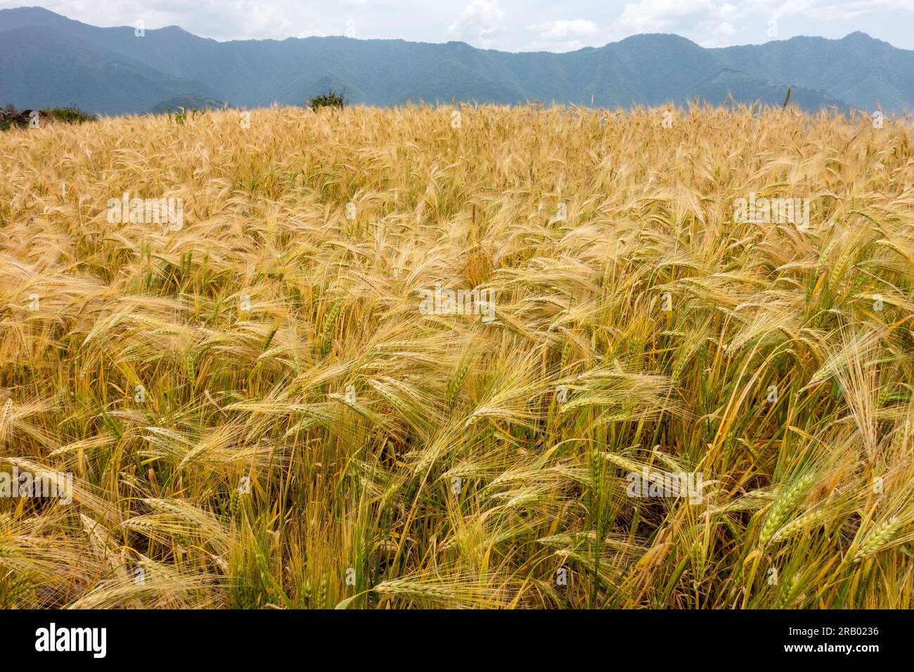 Geerntete Gerstenernte auf der Landseite des Himalaja. Uttarakhand Indien. Stockfoto