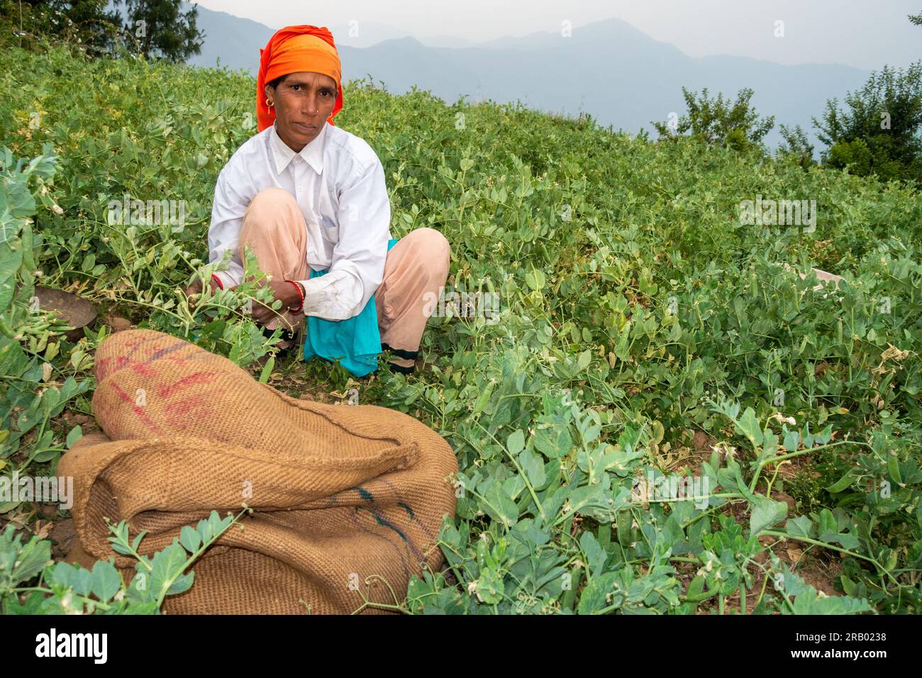 28. Juni 2023, Nagthat, Uttarakhand, Indien. Uttarakhand, Indien. Indigene Garhwali-Frau, die während der Erntesaison Erbsen pflückt. Ackerland in Uttarak Stockfoto