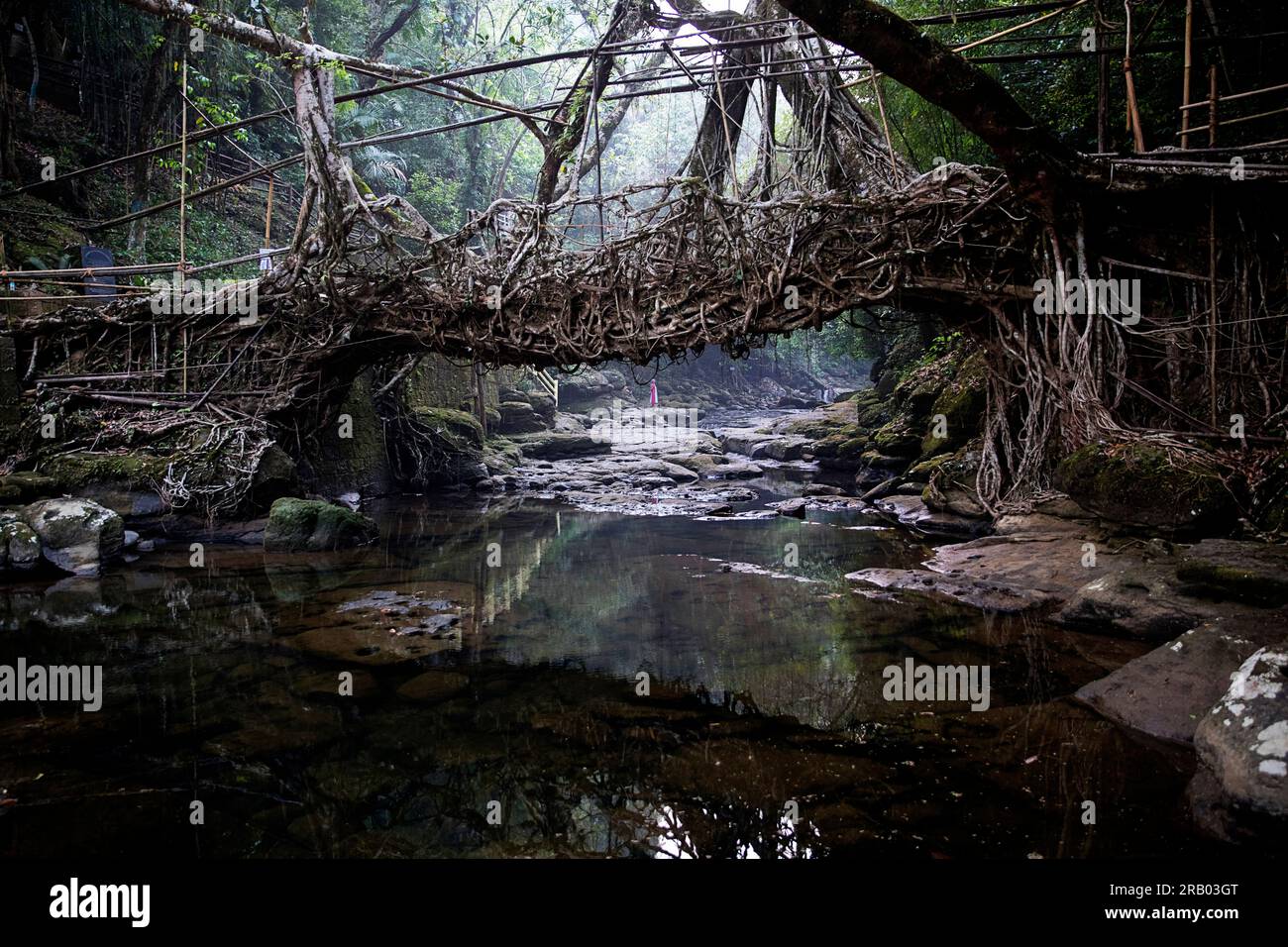 Spektakuläre lebende Wurzelbrücke in der Nähe von Riwai Village in Meghalaya, Indien, handgefertigt aus den Luftwurzeln von Gummifeigen Stockfoto