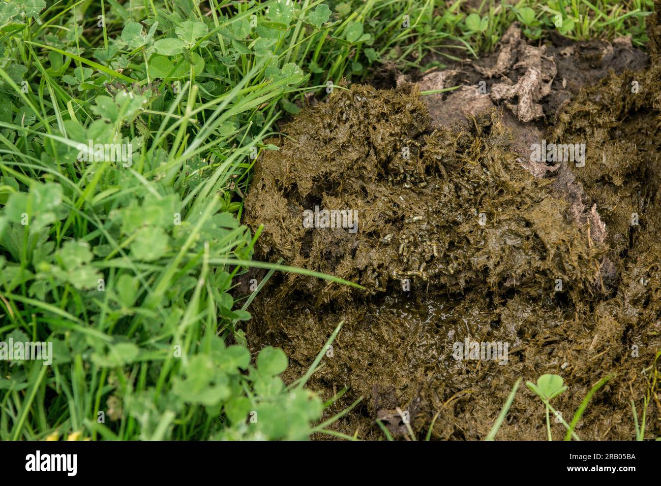 Kuhmist im Kleeblatt Stockfoto