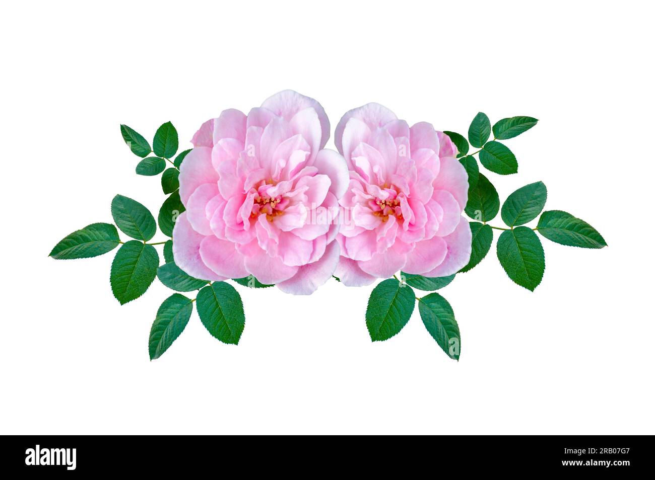 Strauß rosa Rosen auf weißem Hintergrund. Isolieren Stockfoto