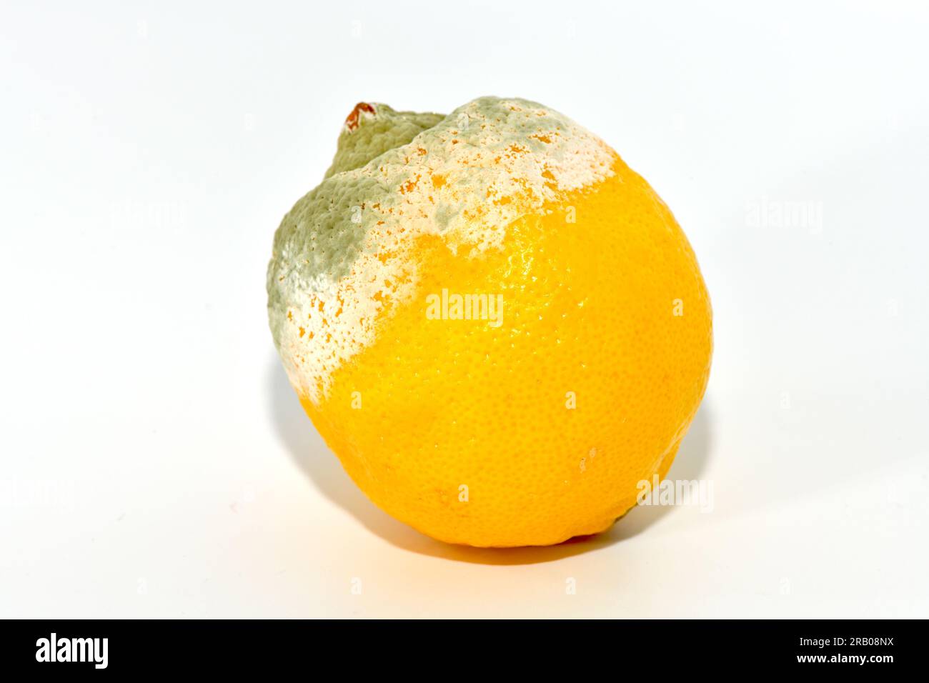 Nahaufnahme einer schimmeligen Zitrone Stockfoto