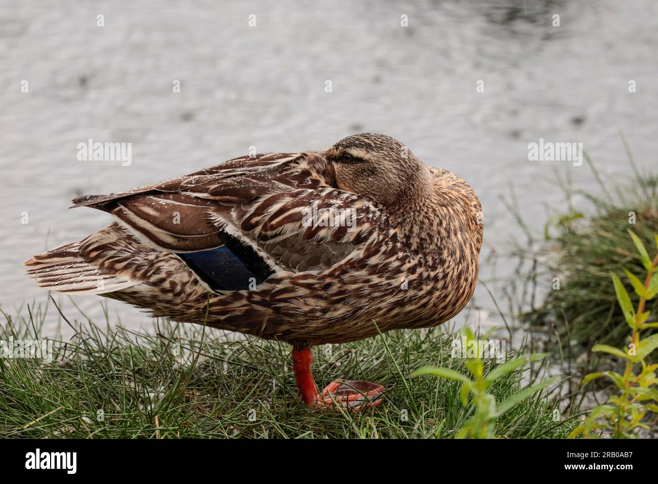 Mallard-Ente Anas platyrhynchos, weiblich auf einem orangefarbenen Schirm, hinten in den Federn versteckt, melierte braune Gefieder, orangefarbene Beine, blaues und weißes Spekulum Stockfoto