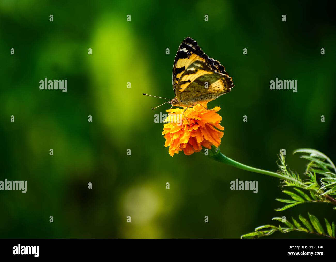 Schmetterling auf Blumenschuss Stockfoto