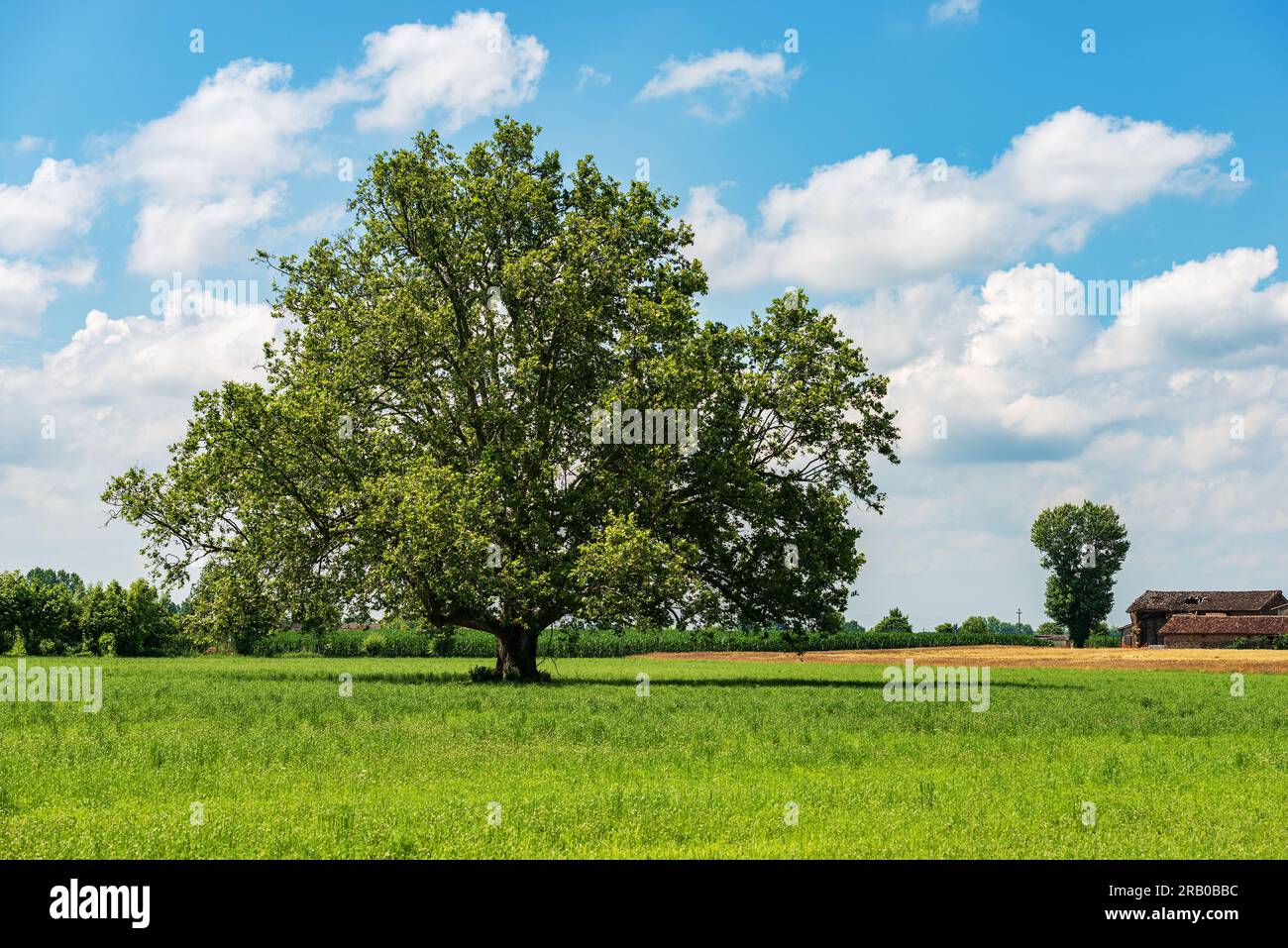 Ländliche Landschaft mit grüner Wiese und einem großen Baum im Frühling, Padan Plain oder Po-Tal (Pianura Padana, Italienisch). Provinz Mantua, Lombardei, Italien Stockfoto