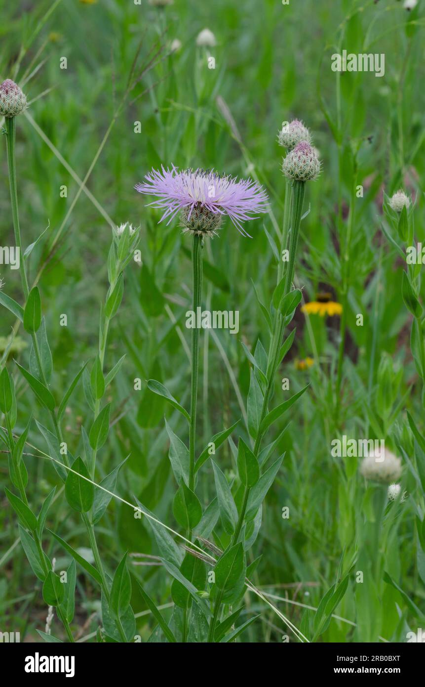 Amerikanischer Starthistle, Plectocephalus americanus Stockfoto