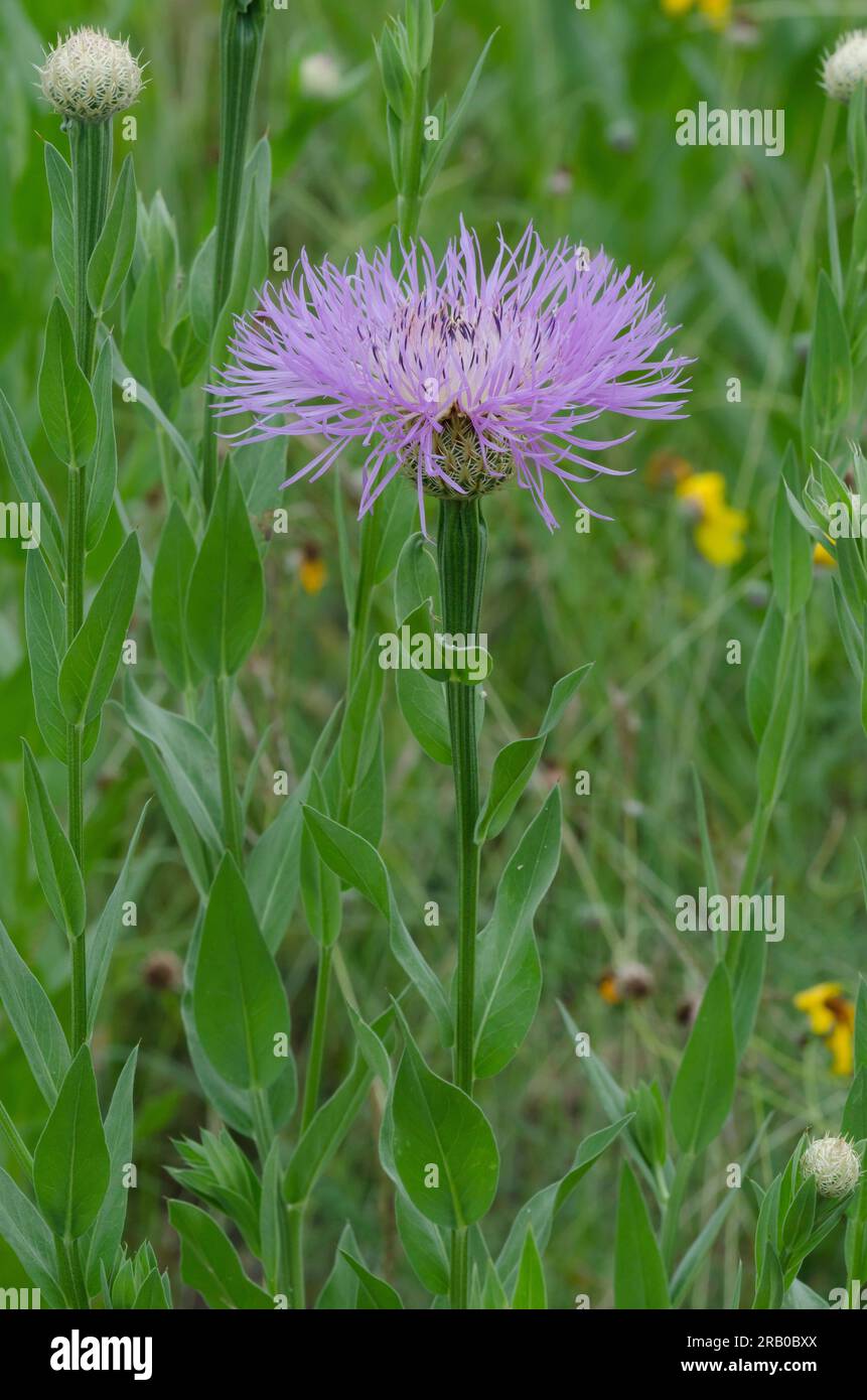 Amerikanischer Starthistle, Plectocephalus americanus Stockfoto