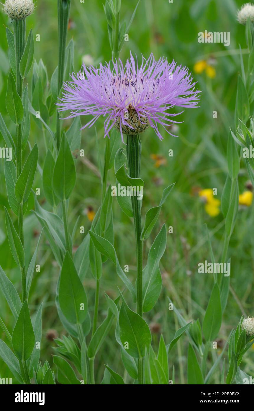 Amerikanischer Starthistle, Plectocephalus americanus Stockfoto