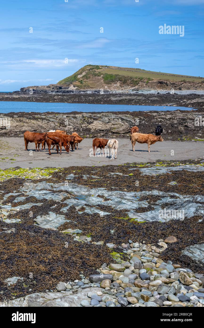 Rinder am Strand in Hen Borth, einem SSSI, NW Anglesey, Wales, Großbritannien Stockfoto