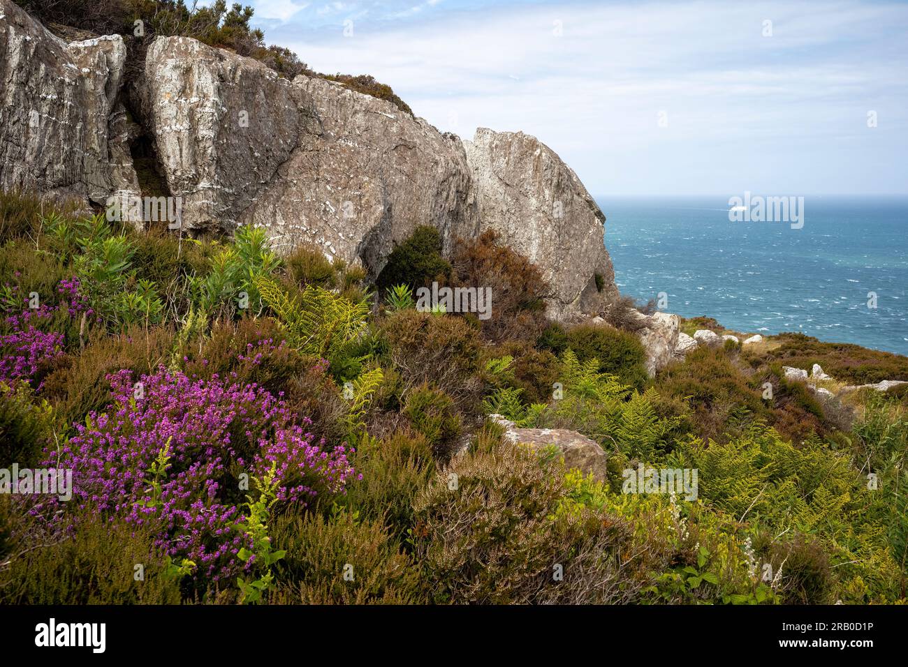 Bell Heather unter Quartzite auf Holyhead Mountain, Holy Island, Anglesey, Wales, Großbritannien Stockfoto