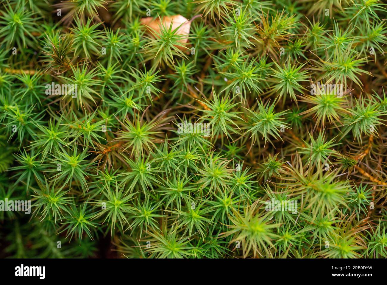 In den Hügelmooren rund um Latschensee im Bayerischen Wald-Nationalpark gibt es häufig Haarkappenmoos oder Polytrichum commune. Stockfoto