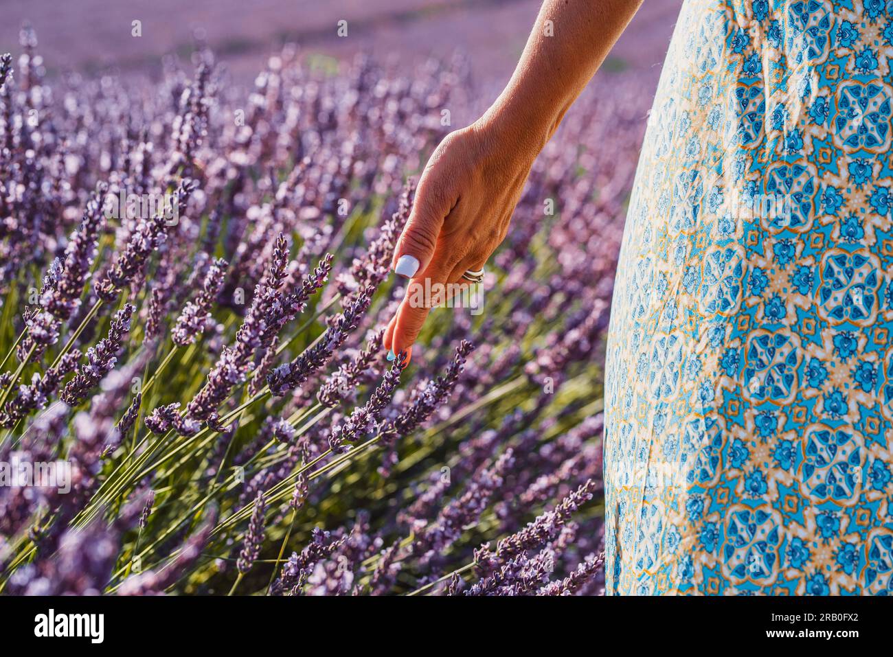 Nahaufnahme einer touristischen Frau, die sanfte Lavendelblumen auf einem Feld anfasst und den Kontakt und das Gefühl der Natur genießt. Urlaubsziel für Sommerreisen. Freizeitaktivitäten und Tourismus im Freien Stockfoto