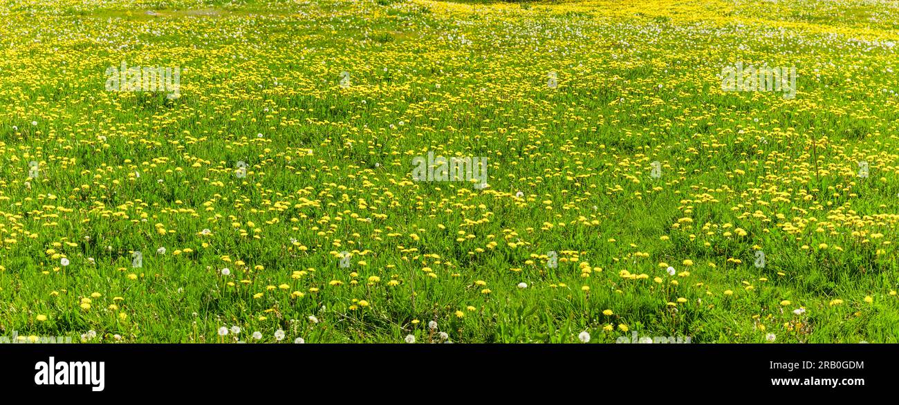 Frühlingswiesen mit gelben Löwenzahnblumen im Frühling Stockfoto