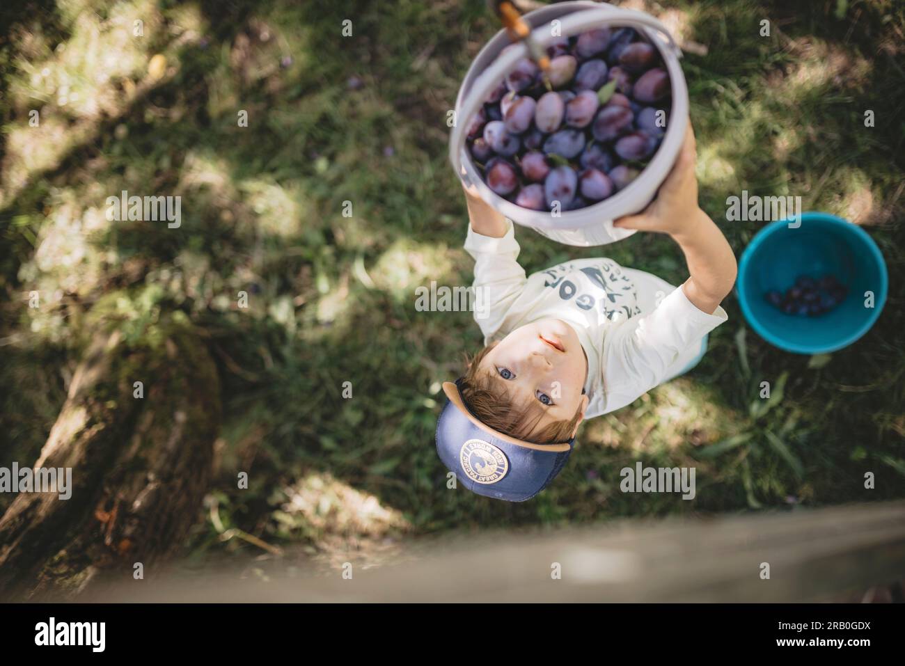 Junge, die Pflaumen ernten Stockfoto