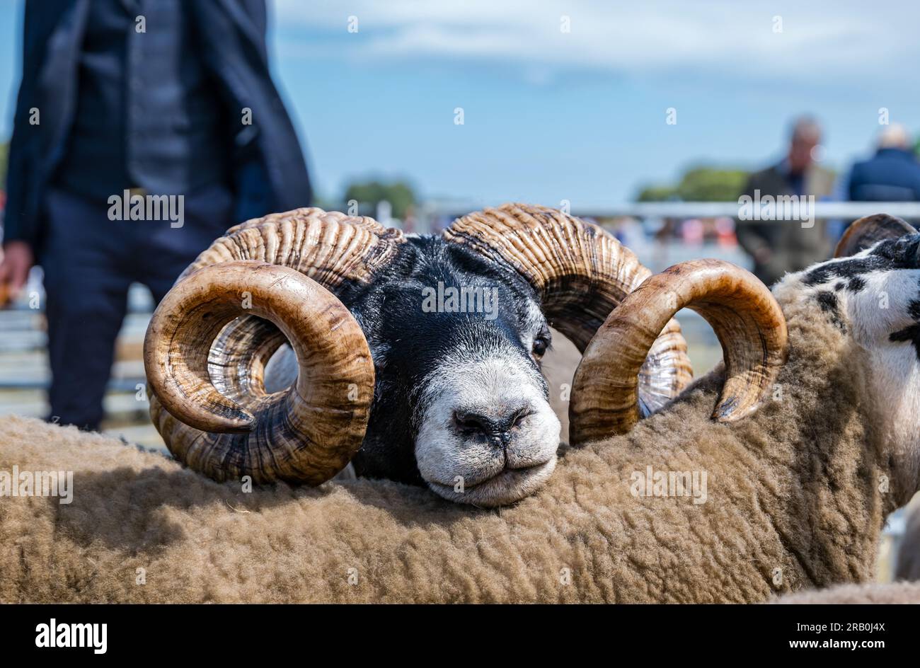 Schottisches Schwarzgesicht-Schaf im Knast auf der Haddington Agricultural Show, East Lothian, Schottland, Großbritannien Stockfoto