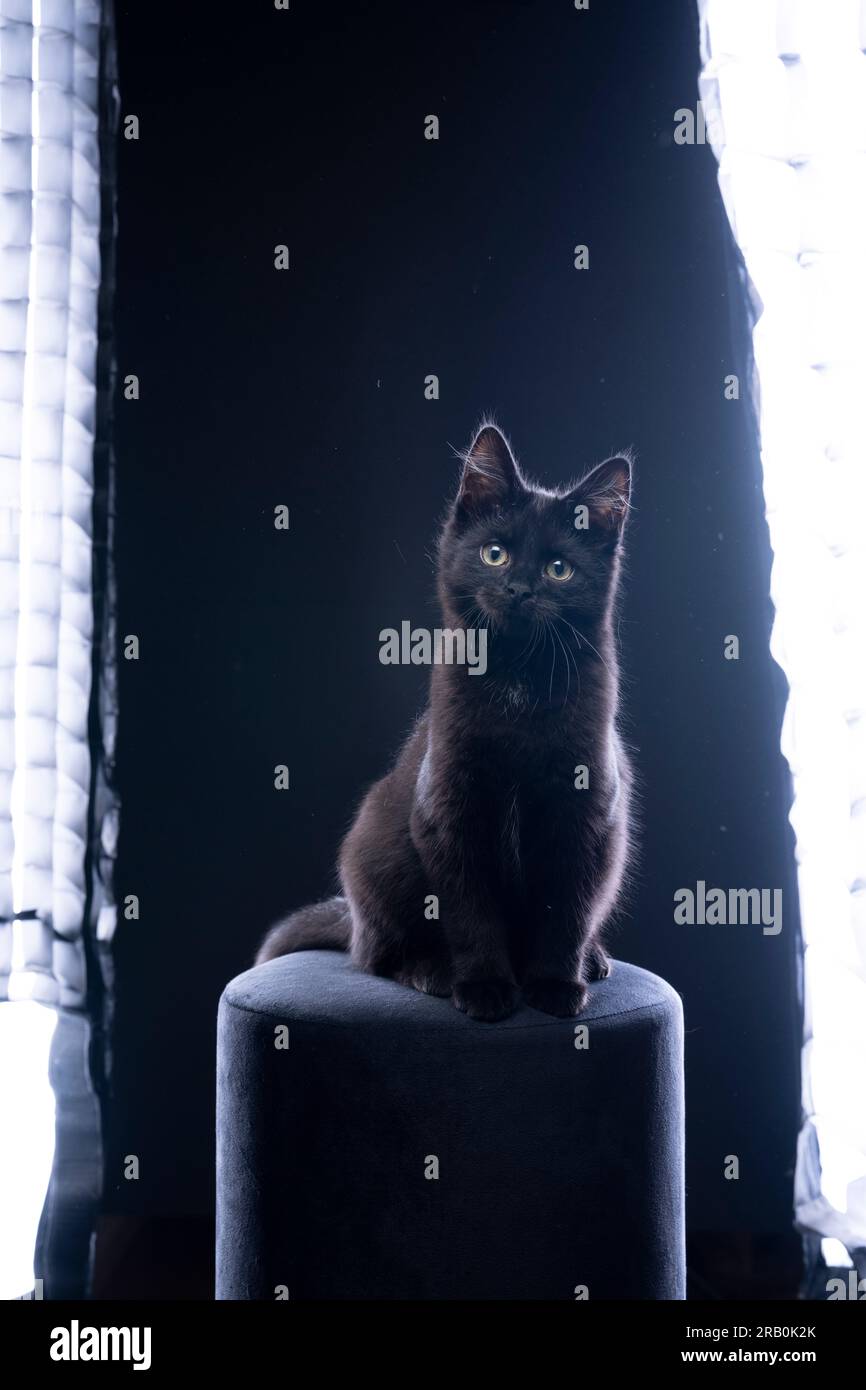Schwarzes Kätzchen auf schwarzem Hocker im Fotostudio mit Fotoausrüstung. Die Katze schaut merkwürdig in die Kamera Stockfoto