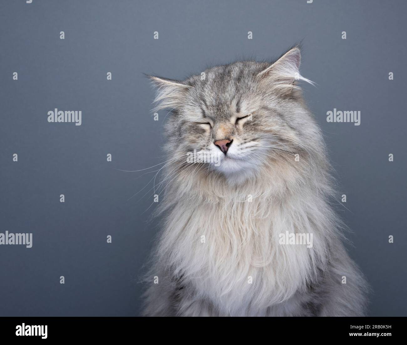 flauschige sibirische Katze, die traurig aussieht, mit geschlossenen Augen. studio auf grauem Hintergrund mit Kopierbereich aufgenommen Stockfoto