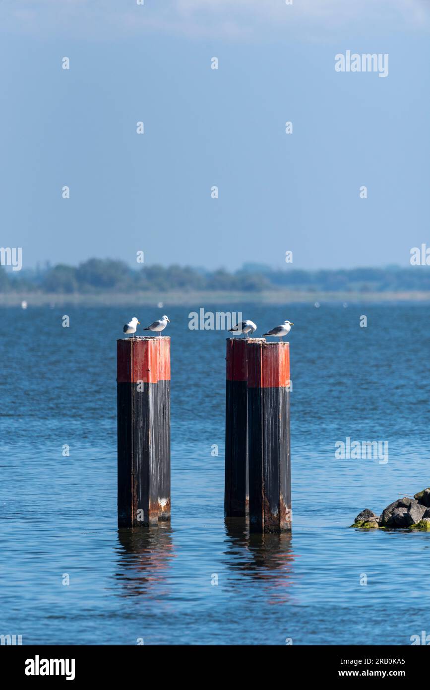 Groynes, Wellenbrecher, Haufen mit Möwen, Kloster, Hiddensee, Mecklenburg-Vorpommern Stockfoto