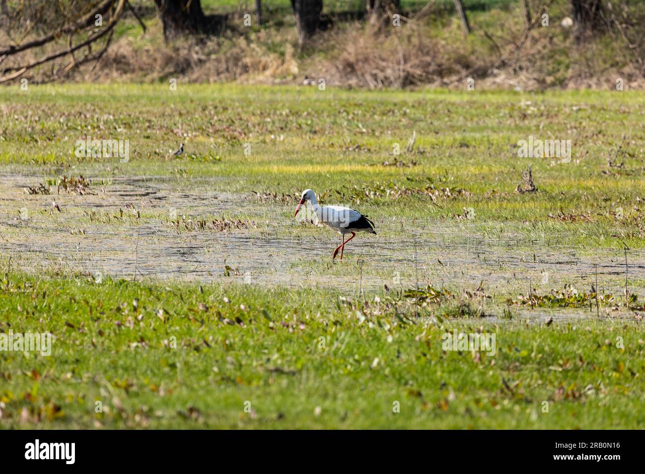 Weißstorch sucht im Frühling in einer Koppel nach Essen Stockfoto