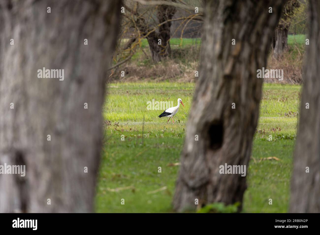 Weißstorch sucht im Frühling in einer Koppel nach Essen Stockfoto