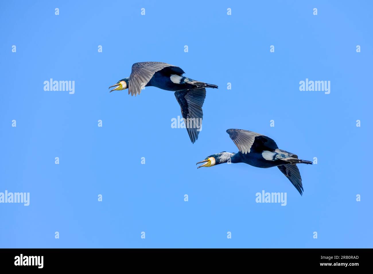 Kormoran (Phalacrocorax Carbo) Stockfoto