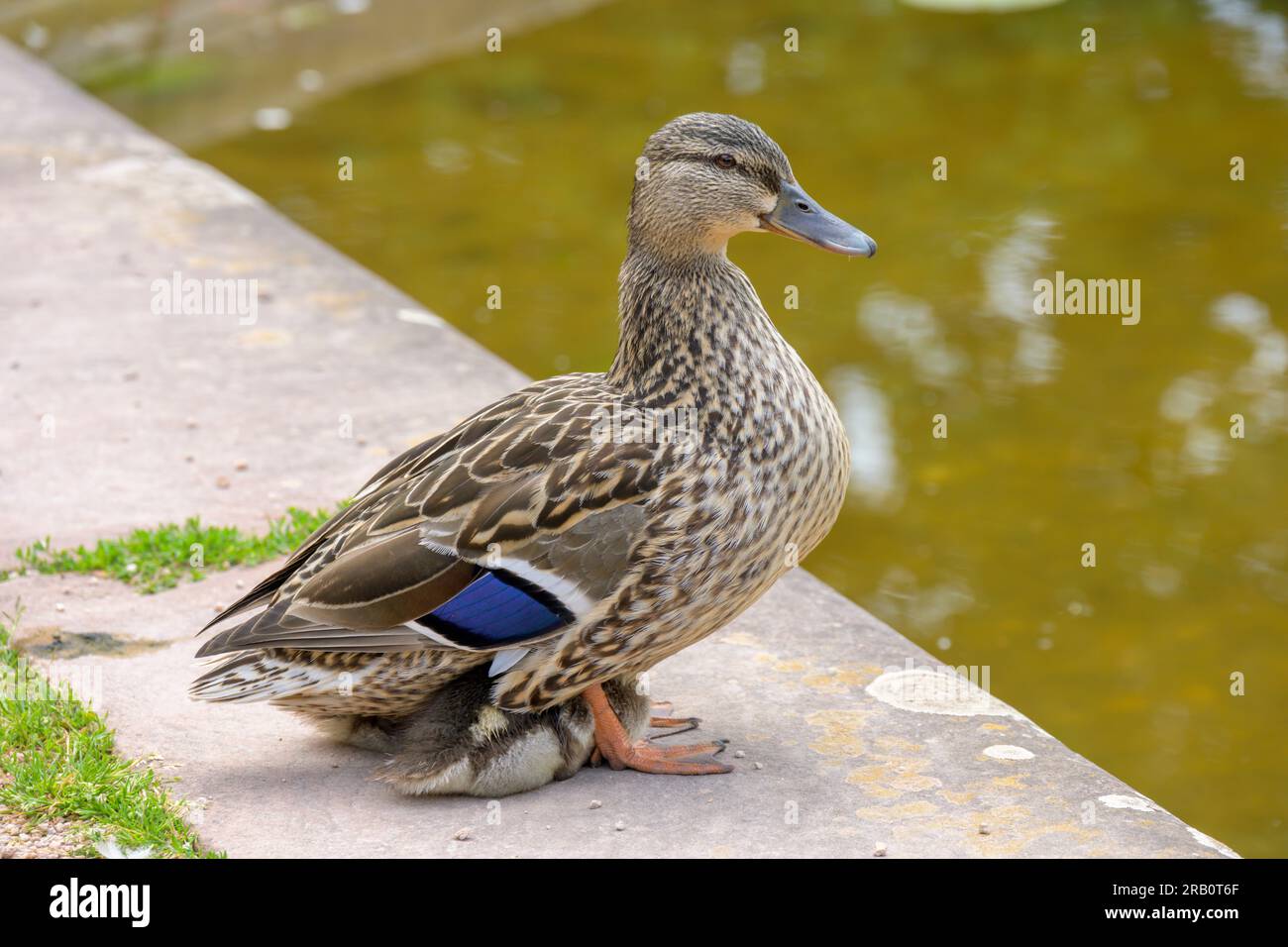 Mallard Anas platyrhynchos mit Küken. Stockfoto