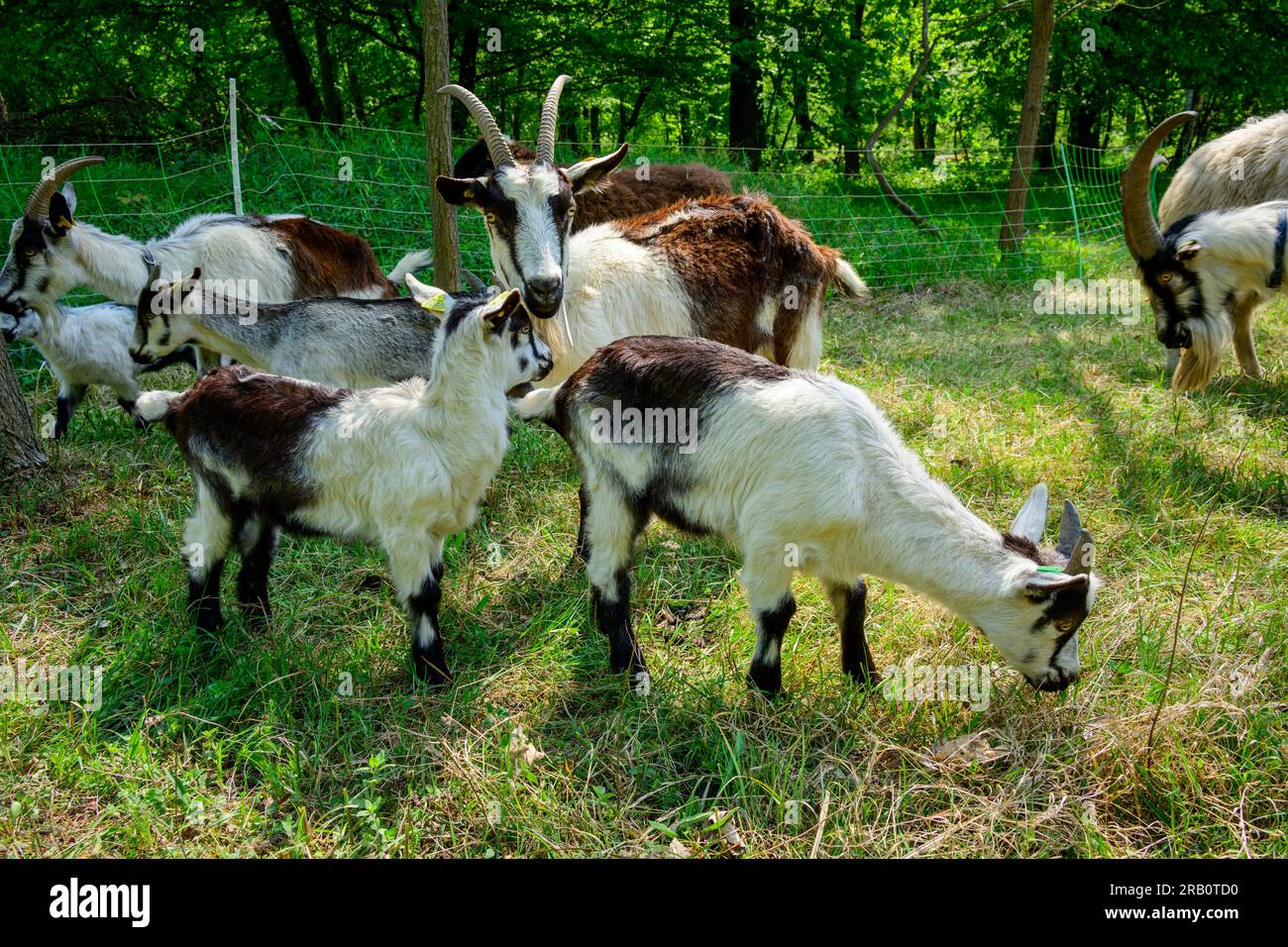 Hausziegen (Capra aegagrus hircus) auf einer Wiese. Stockfoto