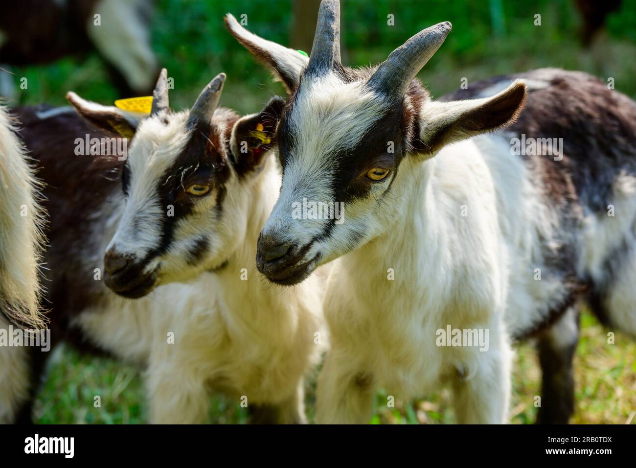 Hausziegen (Capra aegagrus hircus) auf einer Wiese. Stockfoto