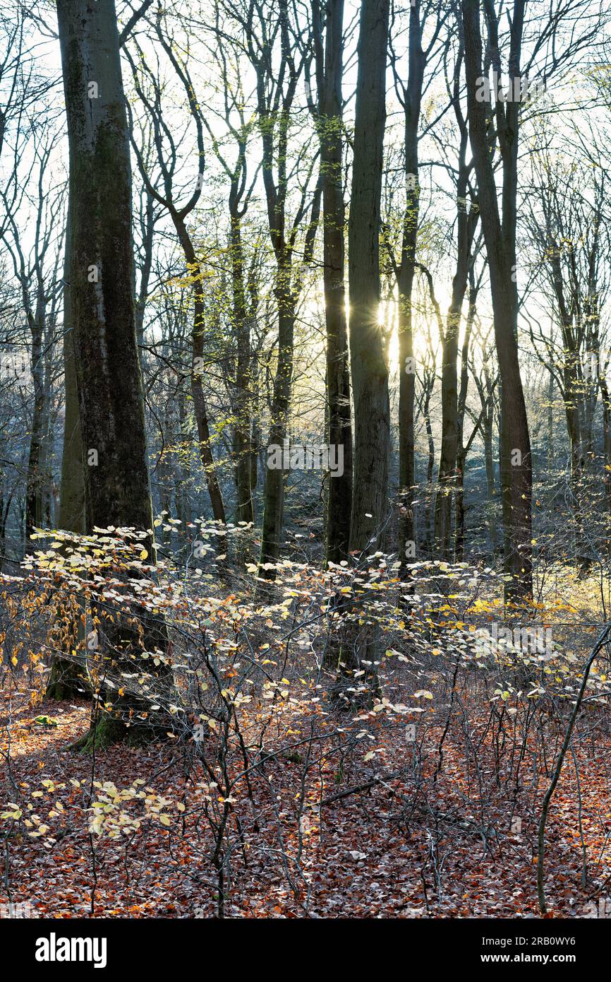 Europa, Deutschland, Rheinland-Pfalz, Hümmel, Wald, Waldfläche, Bäume, Buchenwald, Buchen, Fagus, Alte Bäume, Baumformen, mystisch, Herbst, Atmosphäre, Sonnenuntergang, Hintergrundbeleuchtung, niemand, Stille, keine Menschen Stockfoto