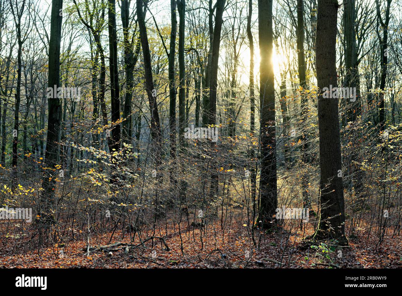 Europa, Deutschland, Rheinland-Pfalz, Hümmel, Wald, Waldfläche, Bäume, Buchenwald, Buchen, Fagus, Alte Bäume, Baumformen, mystisch, Herbst, Atmosphäre, Sonnenuntergang, Hintergrundbeleuchtung, niemand, Stille, keine Menschen Stockfoto