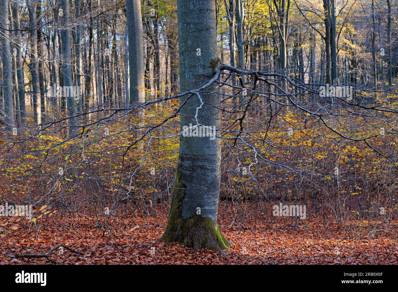 Europa, Deutschland, Rheinland-Pfalz, Hümmel, Wald, Waldfläche, Bäume, Buchenwald, Buche, Fagus, Alter Baum, Solitär, Baumform, mystisch, Herbst, Farbenfroh, Atmosphäre, niemand, Stille, keine Menschen Stockfoto