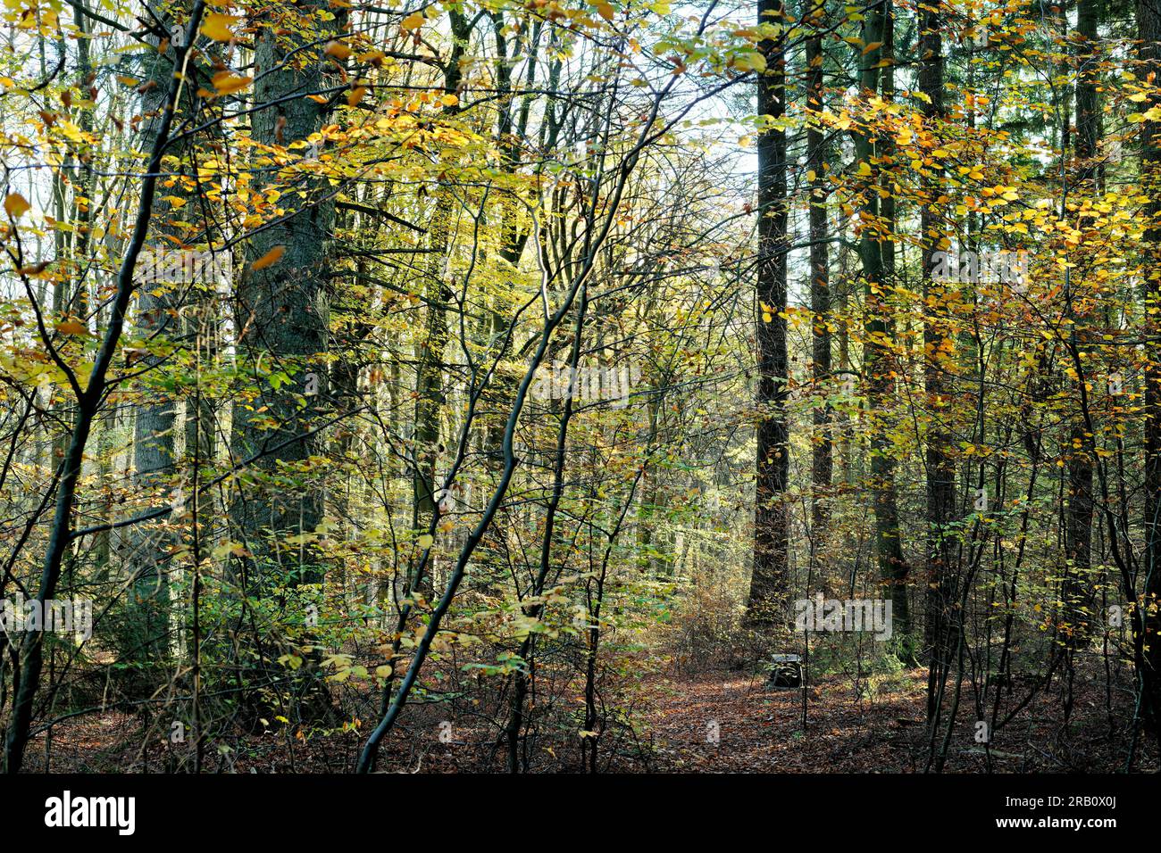 Europa, Deutschland, Rheinland-Pfalz, Hümmel, Wald, Waldfläche, Bäume, Buchenwald, Buchen, Fagus, Alte Bäume, Baumformen, Pfad, Bank, mystisch, Herbst, farbenfroh, Atmosphäre, Sonnenuntergang, Seitenlicht, Niemand, Ruhe, keine Leute Stockfoto