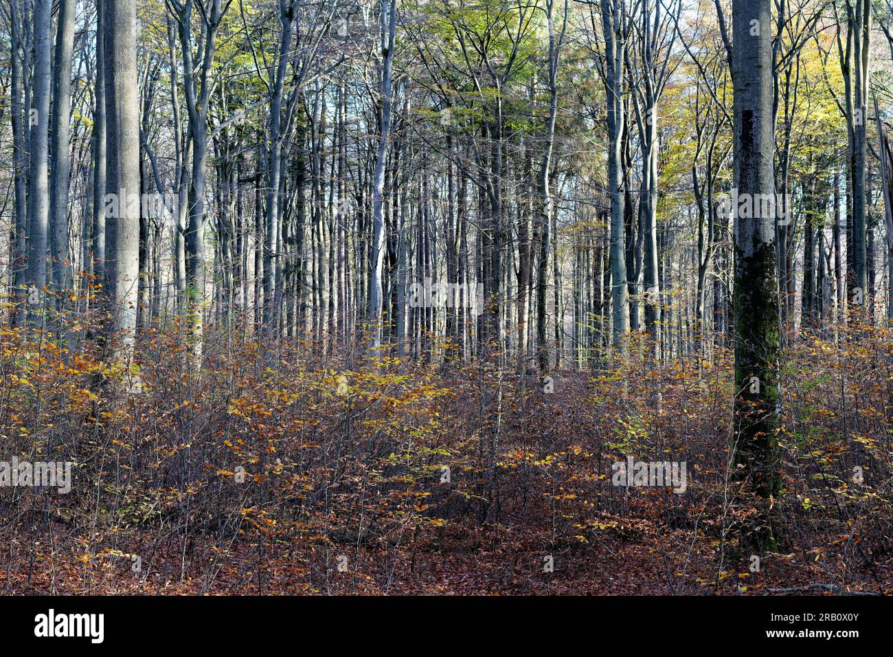 Europa, Deutschland, Rheinland-Pfalz, Hümmel, Wald, Waldfläche, Bäume, Buchenwald, Buchen, Fagus, Alte Bäume, Baumformen, mystisch, Herbst, Seitenlicht, Farbenfroh, Atmosphäre, niemand, Stille, keine Menschen Stockfoto