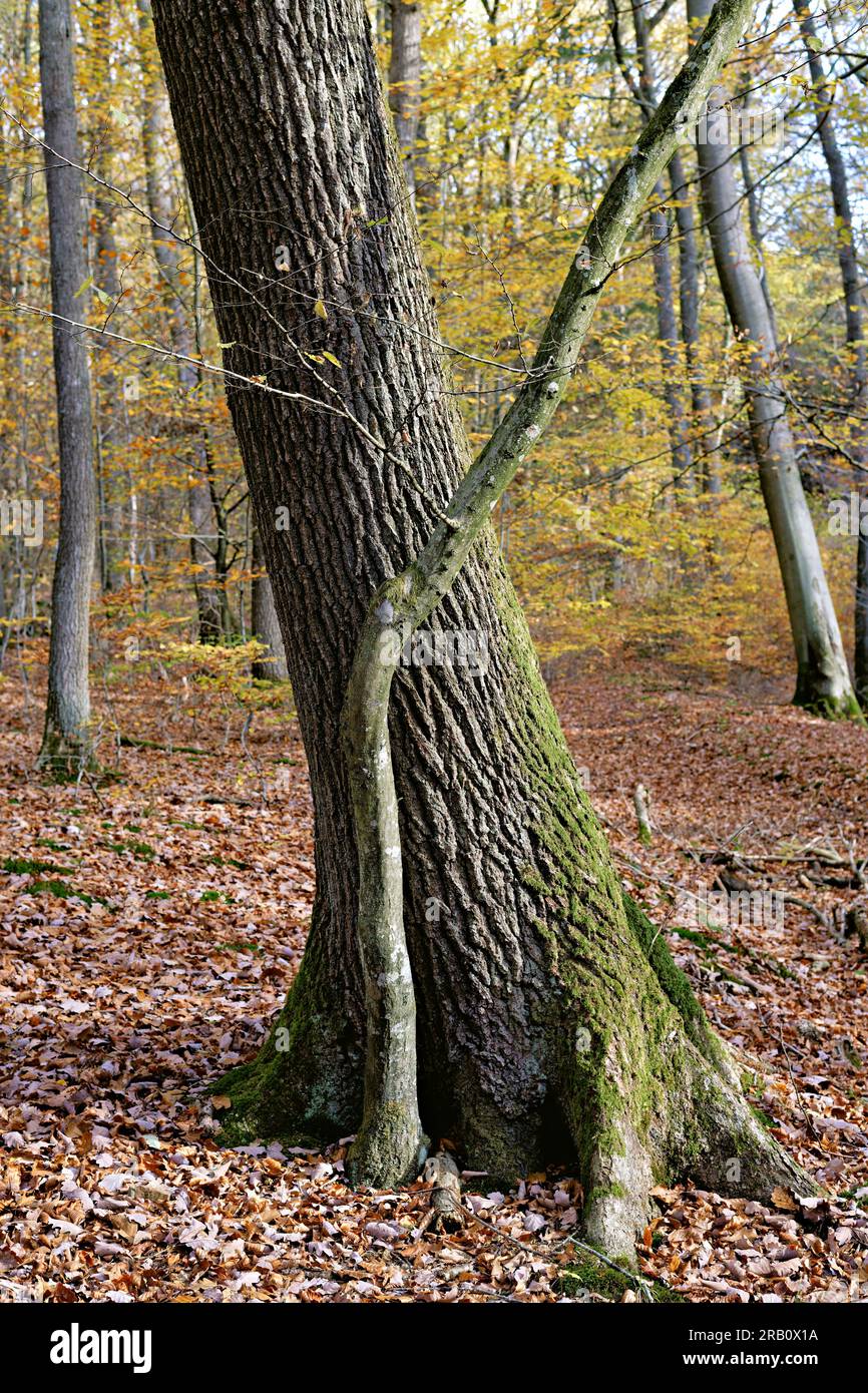Europa, Deutschland, Rheinland-Pfalz, Hümmel, Wald, Waldfläche, einzelne Bäume, Paar Bäume, Eiche, groß, Buche, klein, Baumformen, Herbst, Atmosphäre, Niemand, Ruhe, keine Leute Stockfoto