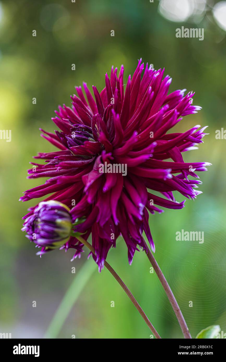 Dahlia Mix "Mitternachtsparty" in voller Blüte Stockfoto