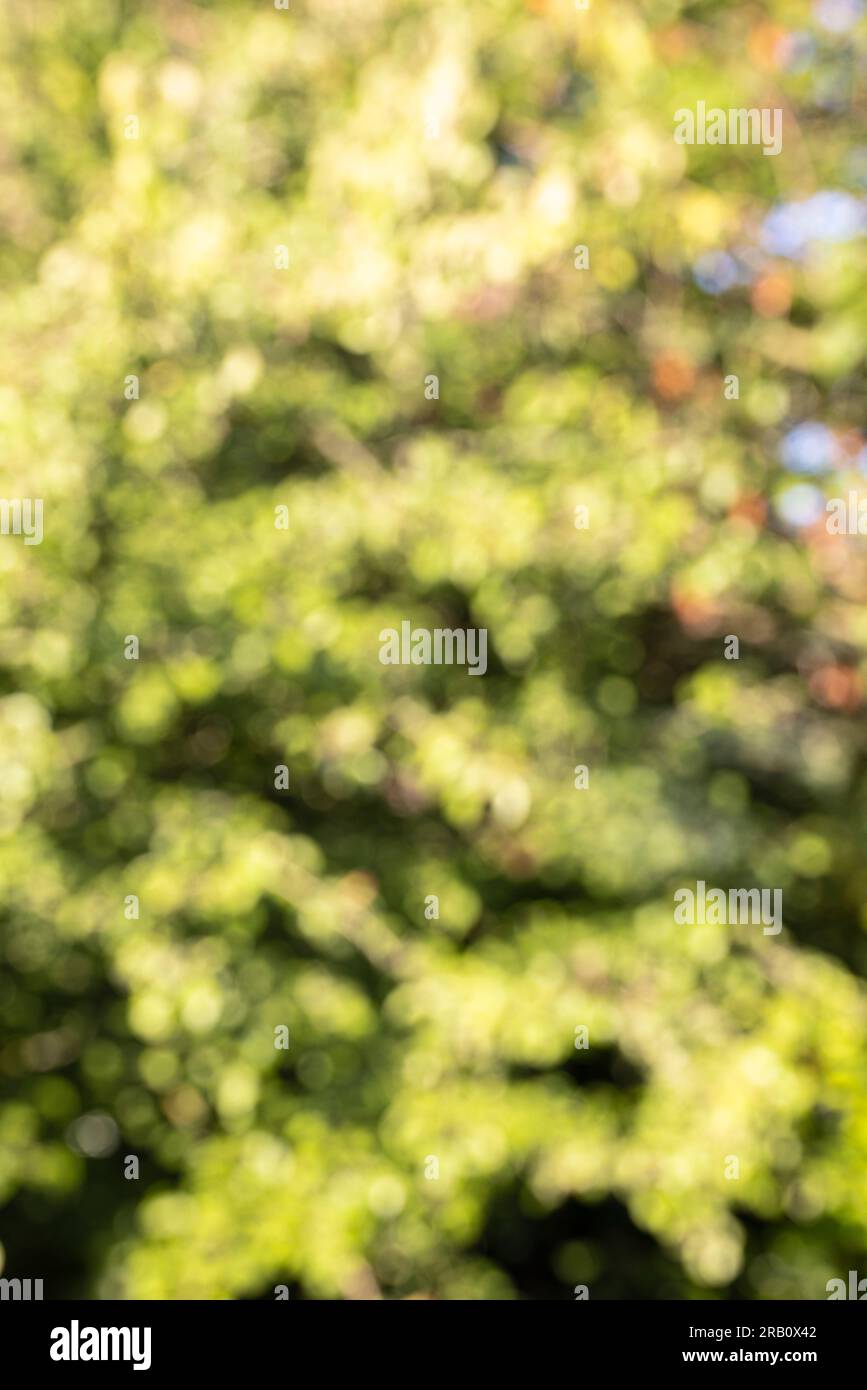 Hintergrund aus der Natur, natürliches Bokeh aus dem Wald Stockfoto