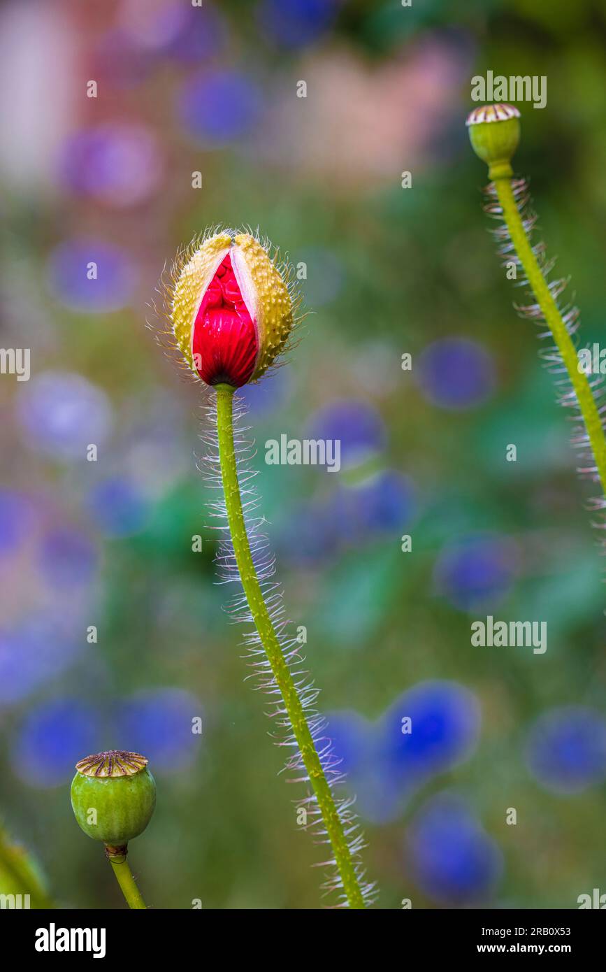 Mehrjährige Ziermohn mit einer ungeöffneten eleganten Knospe, selektiver Fokus, Bokeh Hintergrund Stockfoto