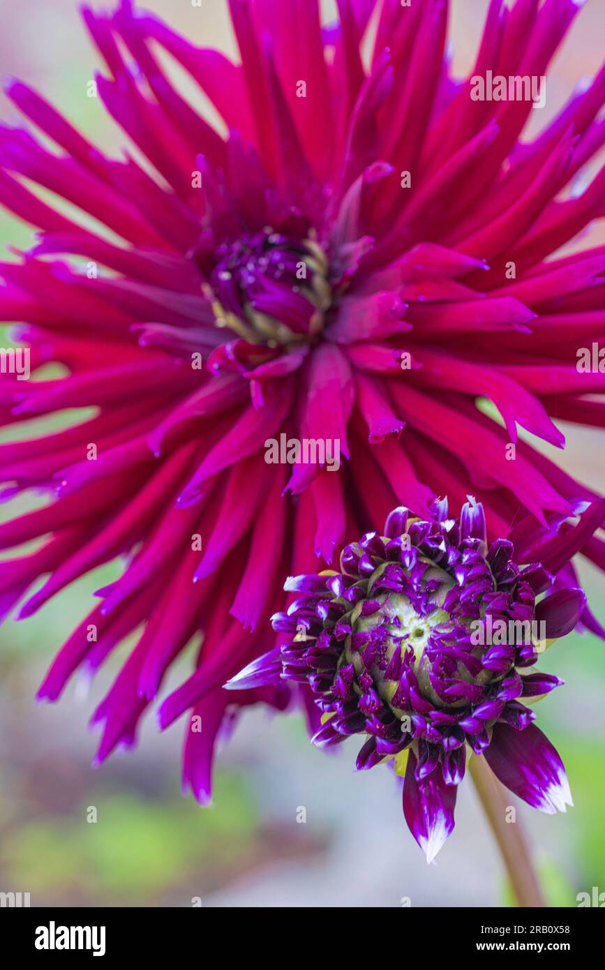 Dahlia Mix "Mitternachtsparty" in voller Blüte Stockfoto