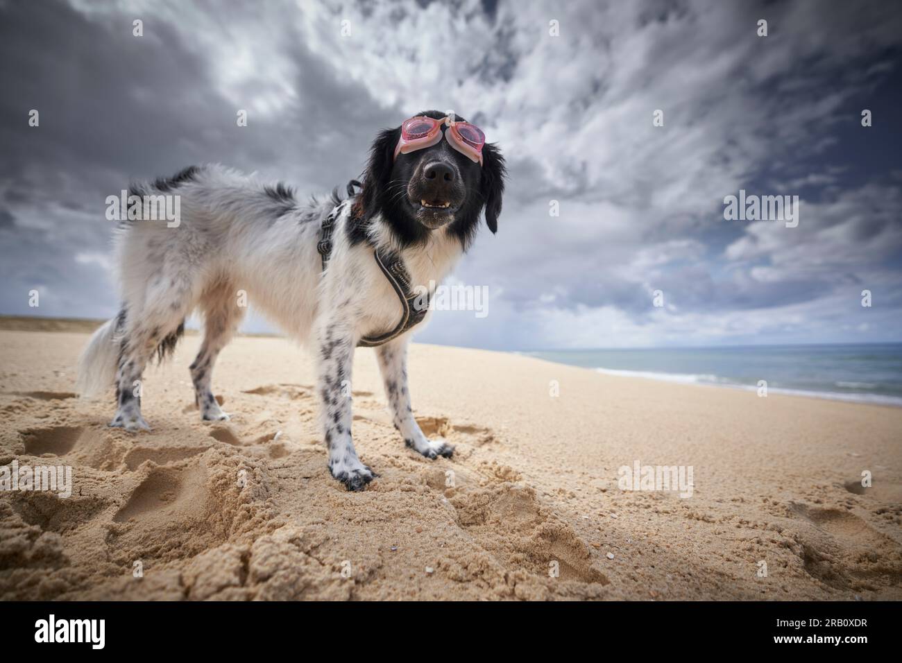 Hund mit Schwimmbrille am Strand, Saint-Julien-en-Born, Contis les Bains, Cote d'Argent, Les Landes, Atlantik, Frankreich Stockfoto